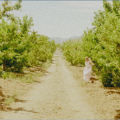 The Orchard