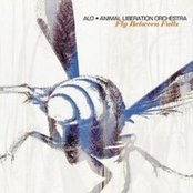 Animal Liberation Orchestra: Fly Between Falls