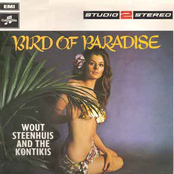 Bird Of Paradise