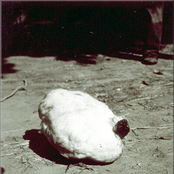 Fuck the Fucking Cats