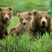 Frank And The Bears