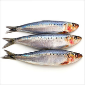 Oxis: Sardine Tin