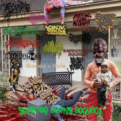 Splatter Brains Boombox 14-way split
