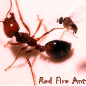 red fire ant