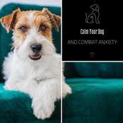 Calm Your Dog and Combat Anxiety
