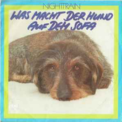 Was macht der Hund auf dem Sofa