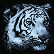 Black Morning [2008 Chess Club]