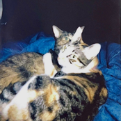 Mr Floyd Larry: Sweet Caroline