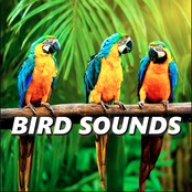 Bird Sounds