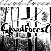 Cloud forest