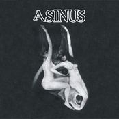 asinus