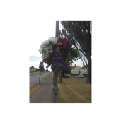 Paracetamol. (Demo Version)