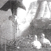 I Am The Mausoleum / Blackened Fawns Cleanse The Earth With Fire