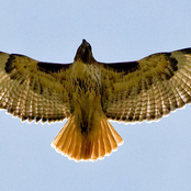 HAWK'n'ROLL