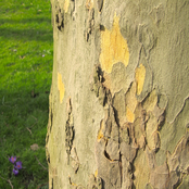 Meditation and Culture - Music for Relaxation, Peace, Well Being, to Meditate & Help Relieve Stress