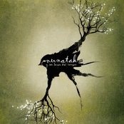 Nunatak y las Luces del Bosque