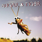 Comme Un Chinois by Sugar & Tiger