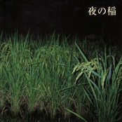 夜の稲