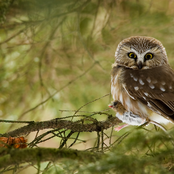 Northern Saw-whet Owl