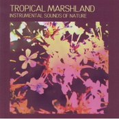 Tropical Marshland