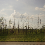 It Was In The Woods Where He Felt Most At Peace