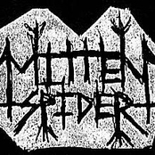 Mitten Spider