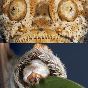 Deadly Chronicles: Assaults From The Land And The Sea, Vol. 3