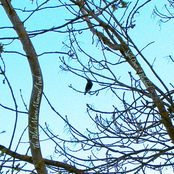 ... Nails Down A Blackbird