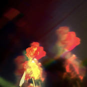 Wasia Project: Petals on the Moon