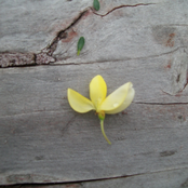 Wings That Buzz - Free mp3s