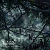 El Inherente Sentir En Los Árboles