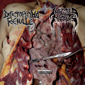 Dioctophyma Renale / Infected Maggots / Mescalin Nausea / Dilofilaria Immitis