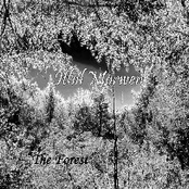 The Forest