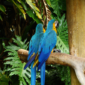 Brazilian Birds