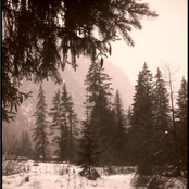 Il Risveglio della Bianca Foresta