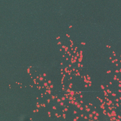 палю годноту: abstract hip-hop II