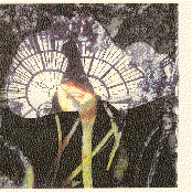 Our Thin Mercy of Error