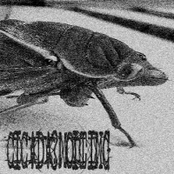 BodySwamp/CicadaMolting