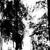 The Light Through The Trees (Part II)