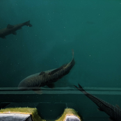 Body (Kilby Version)