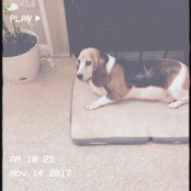The Flop