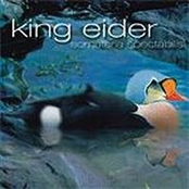 king eider