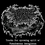 Split w/ Pseudomonas Aeruginosa