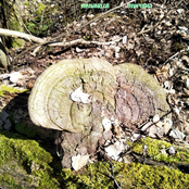 Unifungi