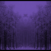 Echoes of Mystical Forest