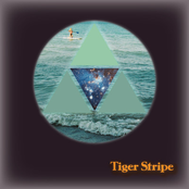 tiger stripe