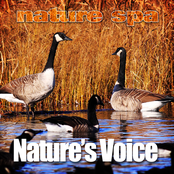 Nature’s Voice