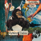 Sympathy Card: Pushing Daisies