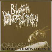 Black Putrefaction / LSD Cult