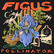 Ficus: Pollinator